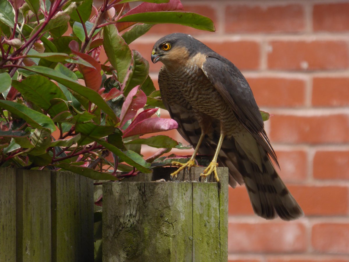 So, this beautiful sparrowhawk spent about 5-10 minutes hunting in our garden this morning. It was so focussed on the garden birds, it didn't notice me getting a few pics <a href="/BTO_GBW/">BTO Garden BirdWatch</a> <a href="/Natures_Voice/">RSPB</a> <a href="/_BTO/">BTO</a> <a href="/Britnatureguide/">The British Nature Guide</a>