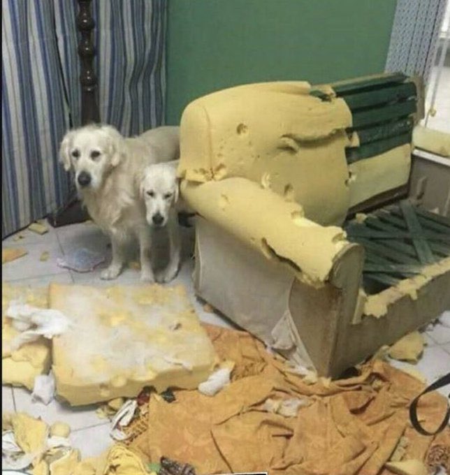 Reviewer 1 and 2