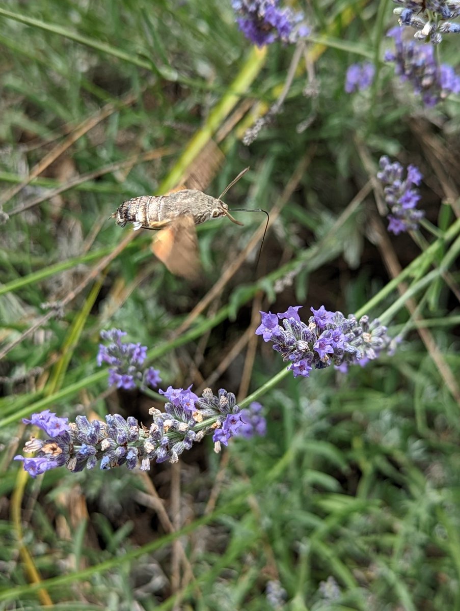 iain stott ๐ณ๏ธโ๐ (@iainmstott) on Twitter photo Violet carpenter bee and hummingbird hawkmoth, Isernia Italy #italyofc <a href="/ofc_italy/">ItalyOFC</a> <a href="/UoLLifeSciences/">Lincoln School of Natural Sciences</a> <a href="/FinlandOfc/">FinlandOFC</a> Violet carpenter bee and hummingbird hawkmoth, Isernia Italy #italyofc <a href="/ofc_italy/">ItalyOFC</a> <a href="/UoLLifeSciences/">Lincoln School of Natural Sciences</a> <a href="/FinlandOfc/">FinlandOFC</a>