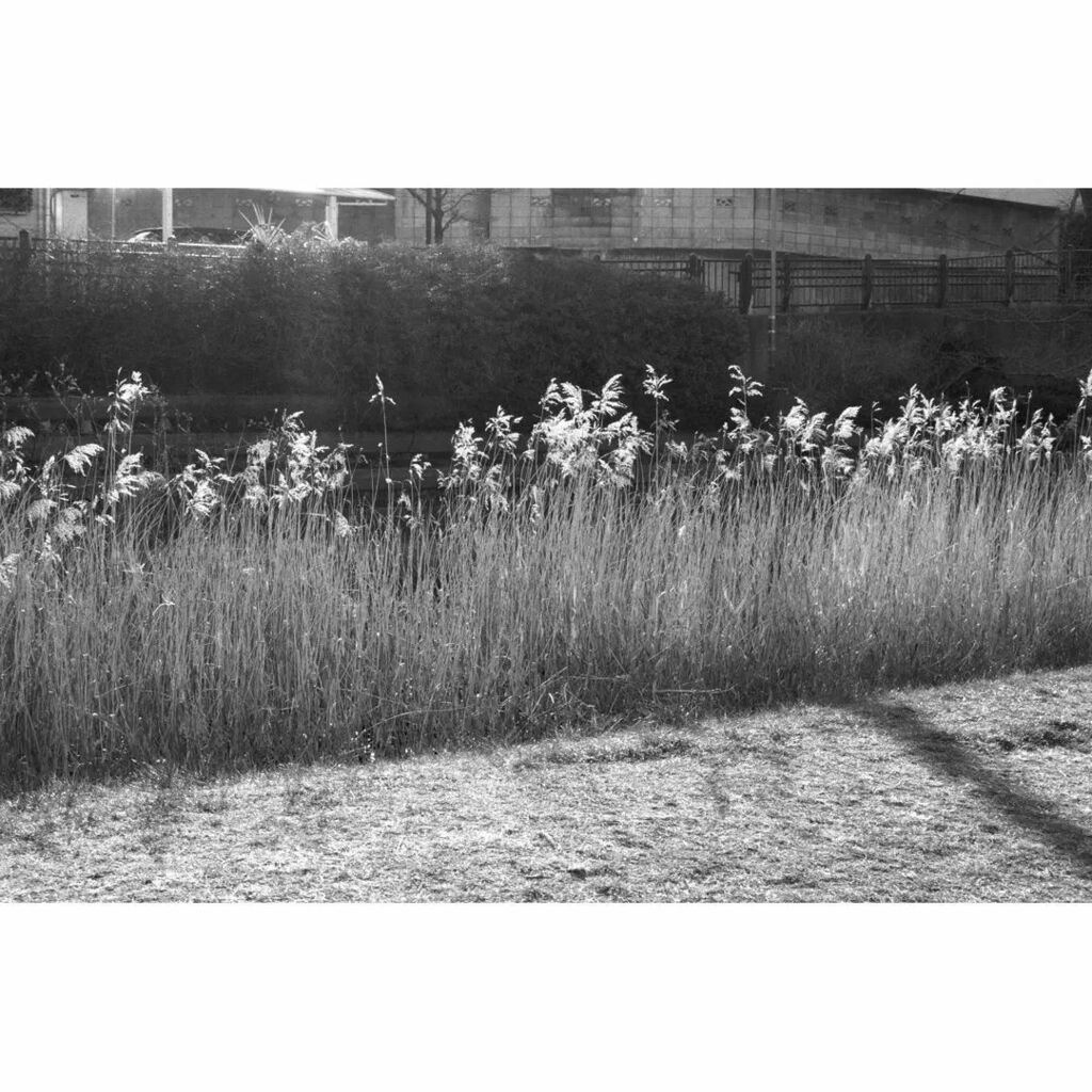 kei_arika's tweet photo. 散歩。
小金井 2022.02
Nikon F6 / AF-S Nikkor 58mm F1.4G
#nikonf6 #nikon #Nikkor #nikkor58mm #afsnikkor #kodak #tmax100 #ニコン #filmphotography #blackandwhite https://t.co/ruF2P6VPqV