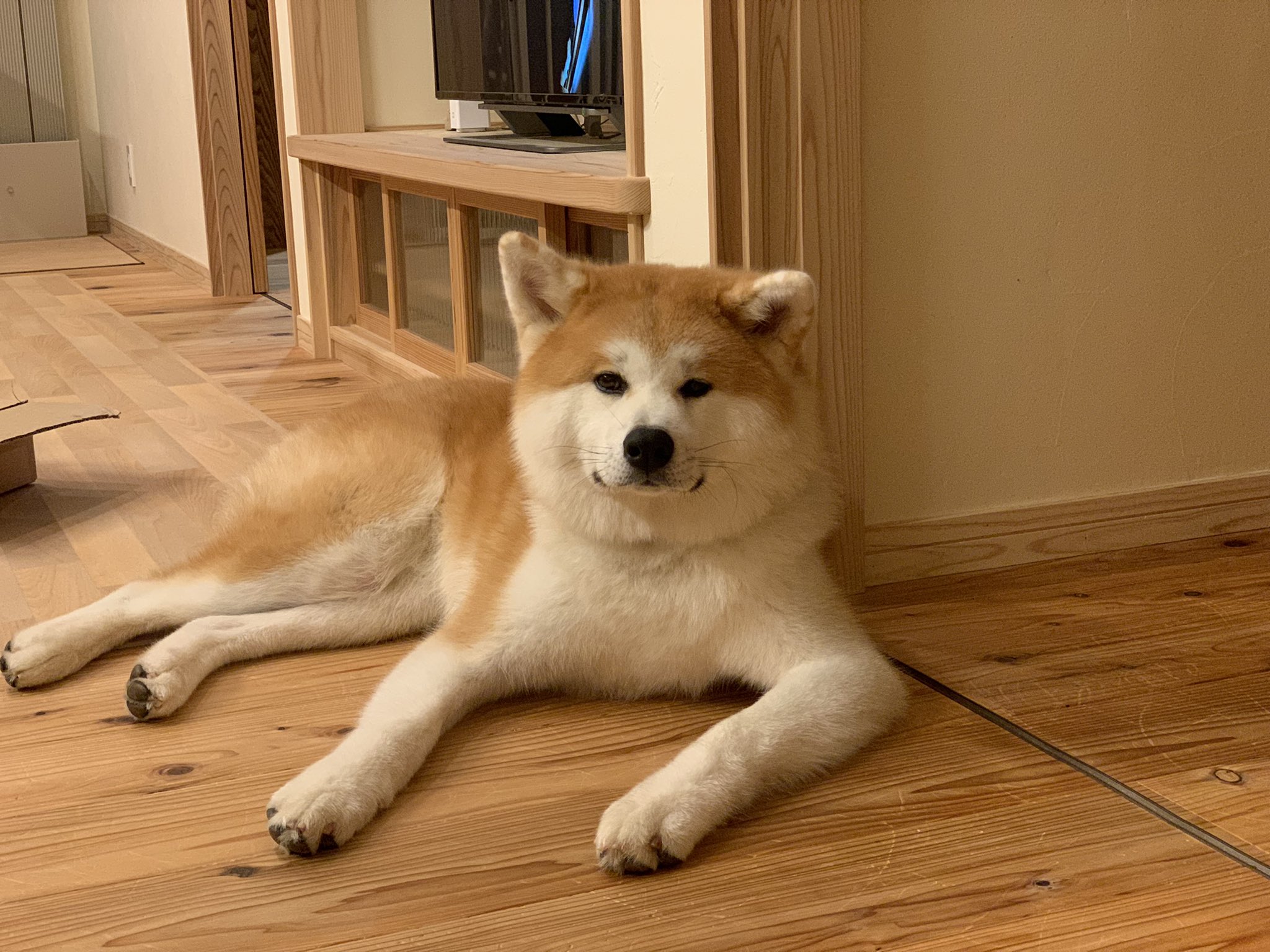 La Neige あらかわいい 秋田犬 こんな穏やかな時間もあるんだよ 暴れてばかりじゃないんだよー T Co 2slzaxdwfr Twitter