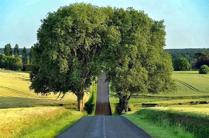 GlobalECCI's tweet photo. 🌳🌳Awesome trees 🌳🌳
Can we called it a tunnel (tree tunnel)?
Have you ever come across this?

Green is beautiful, green is life. Plant tree for support, protection as well as building an eco-friendly environment.

#StopDeforestation.
#LetGoesGreen.
#EcofriendlyEnvironment. https://t.co/pW4WoR2EzH