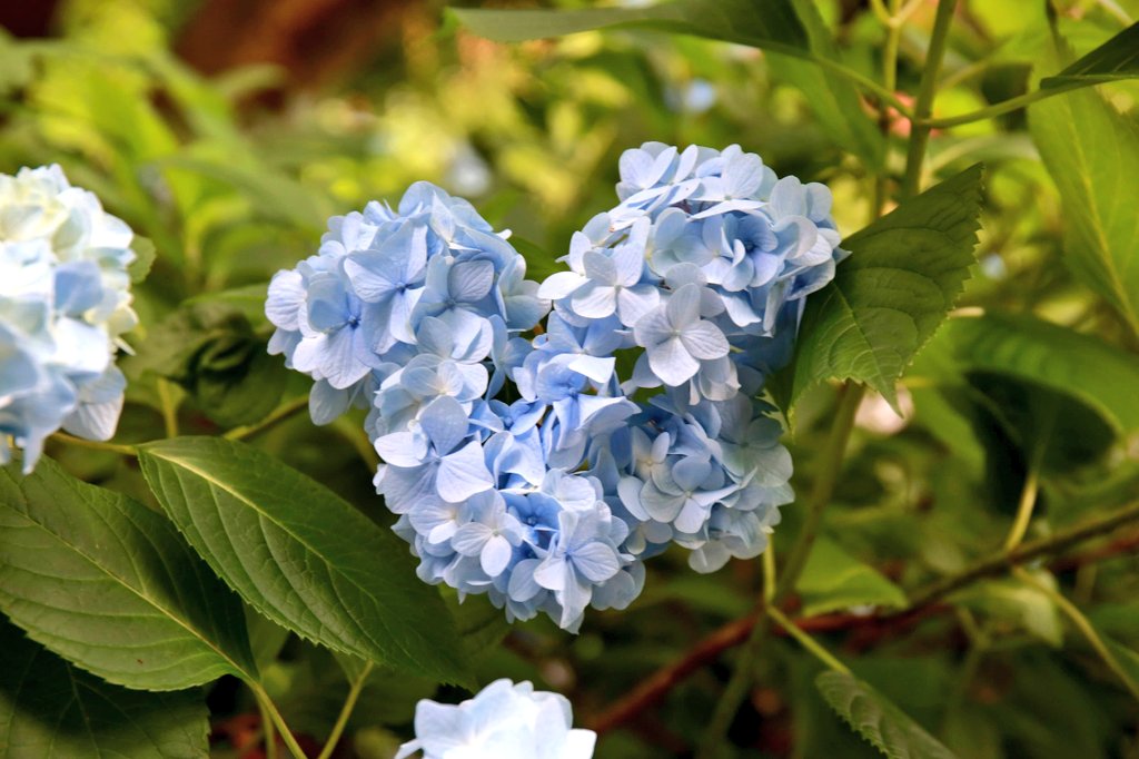 saephoto512STYA's tweet photo. 紫陽花
花言葉は「家族団欒」「高嶺の花」
色ごとの花言葉は
「青＝辛抱強い愛情」「ピンク＝元気な女性」「白＝寛容」

#ファインダー越しの私の世界
#写真で伝えたい私の世界
#写真好きな人と繋がりたい
#花写真 
#花言葉 https://t.co/cqcQ8e2t2T