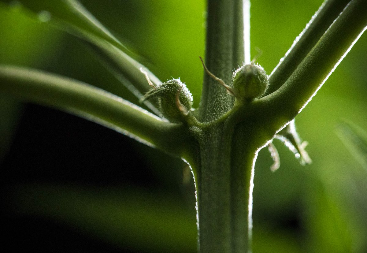 Royal Queen Seeds tweet media