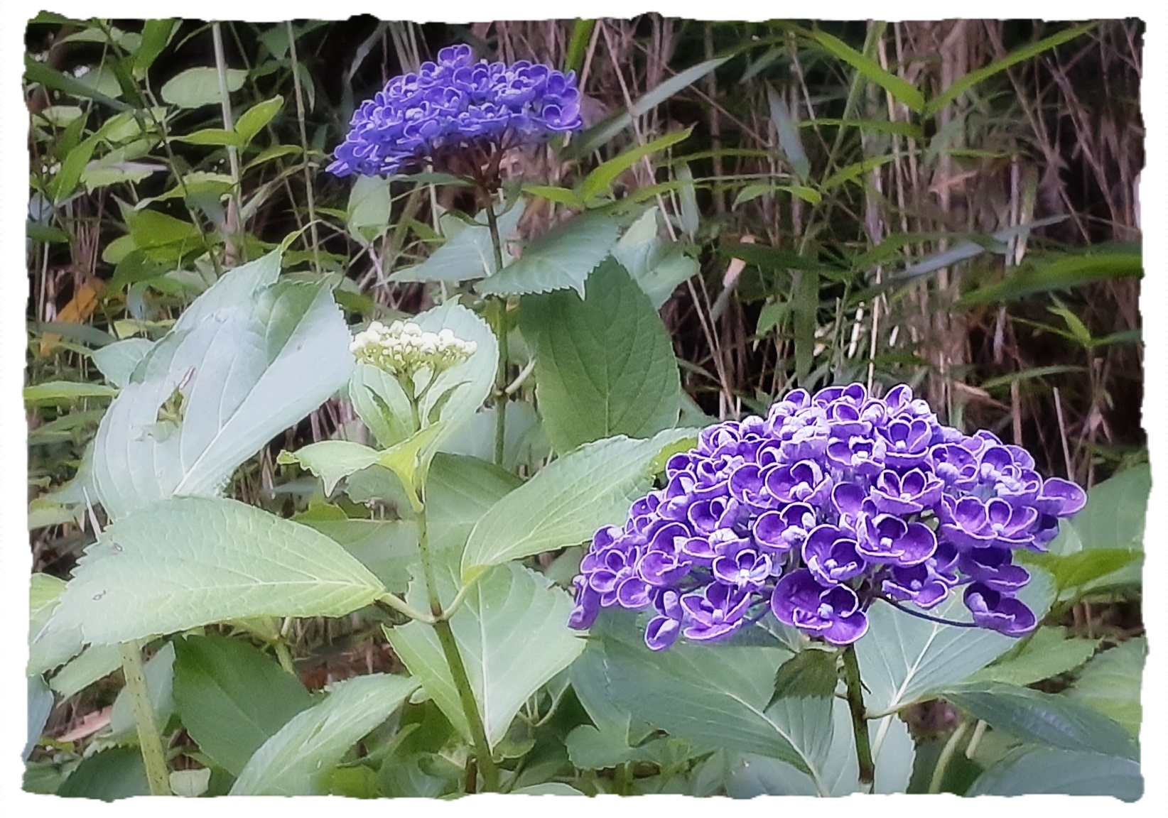 オタフクアジサイ Twitter Search Twitter