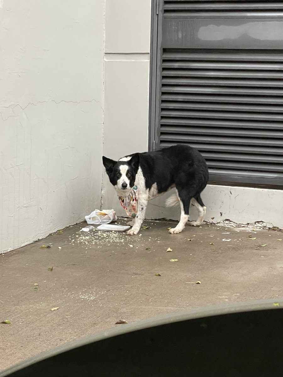 ximepvp's tweet image. Perro perdido atrás de Mc Donalds Aviadores favor RT