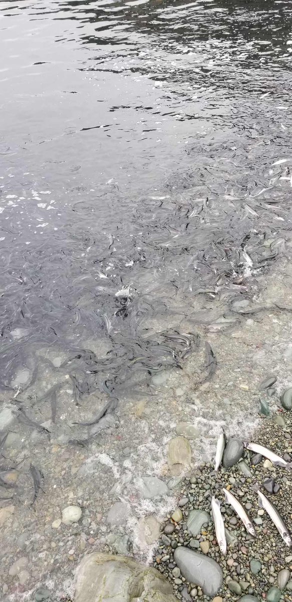 Capelin! Outer Cove beach. Now! Rolling in Middle Cove as well! 😊