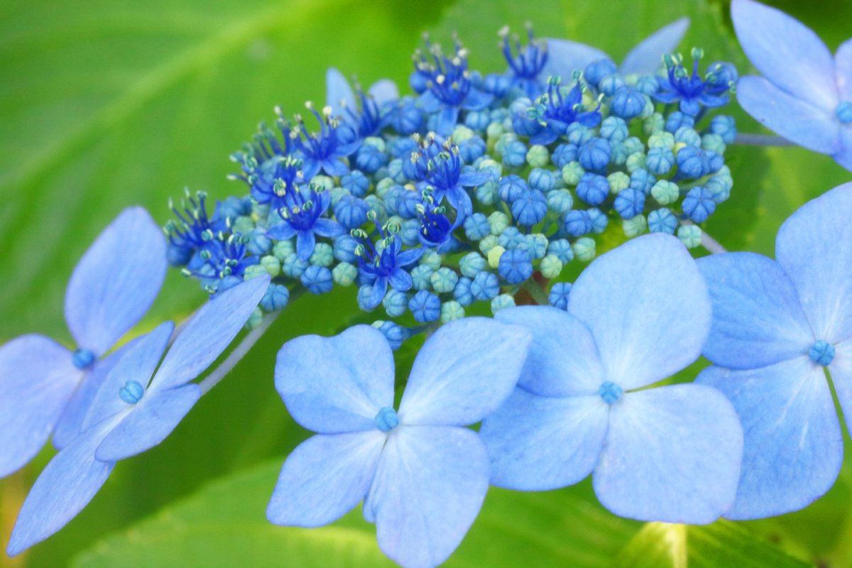 saephoto512STYA's tweet photo. ガクアジサイ
花言葉は｢謙虚｣
中心に小さな花が集まり周りを額縁のように大きな花が咲くのが特徴

#ファインダー越しの私の世界
#写真で伝えたい私の世界
#写真好きな人と繋がりたい
#花写真
#花言葉 https://t.co/WYqzCGh48M