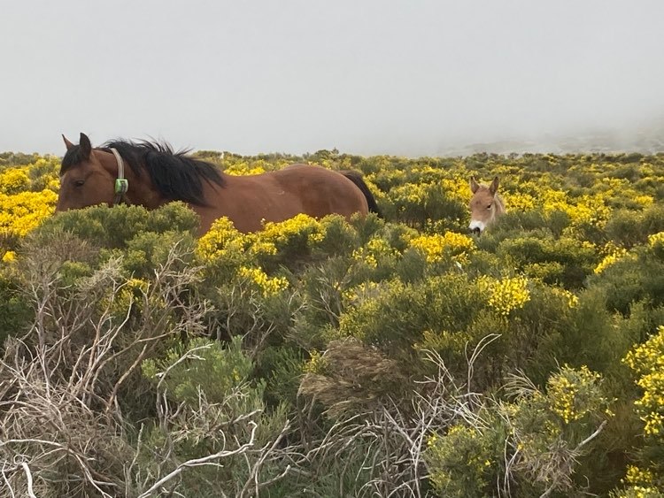 Digitanimal's tweet photo. CALENDARIO 📷Estos animales de Mario García Jiménez nos demuestran que no todo es playa...¡También es posible bañarse en el campo! 🌾🌄🐴
#Digitanimal #CollaresGPS #Ganado
💻 https://t.co/QsADs73SKM
📤 info@digitanimal.com
📞 914 126 657 https://t.co/KkiRct6X4Z