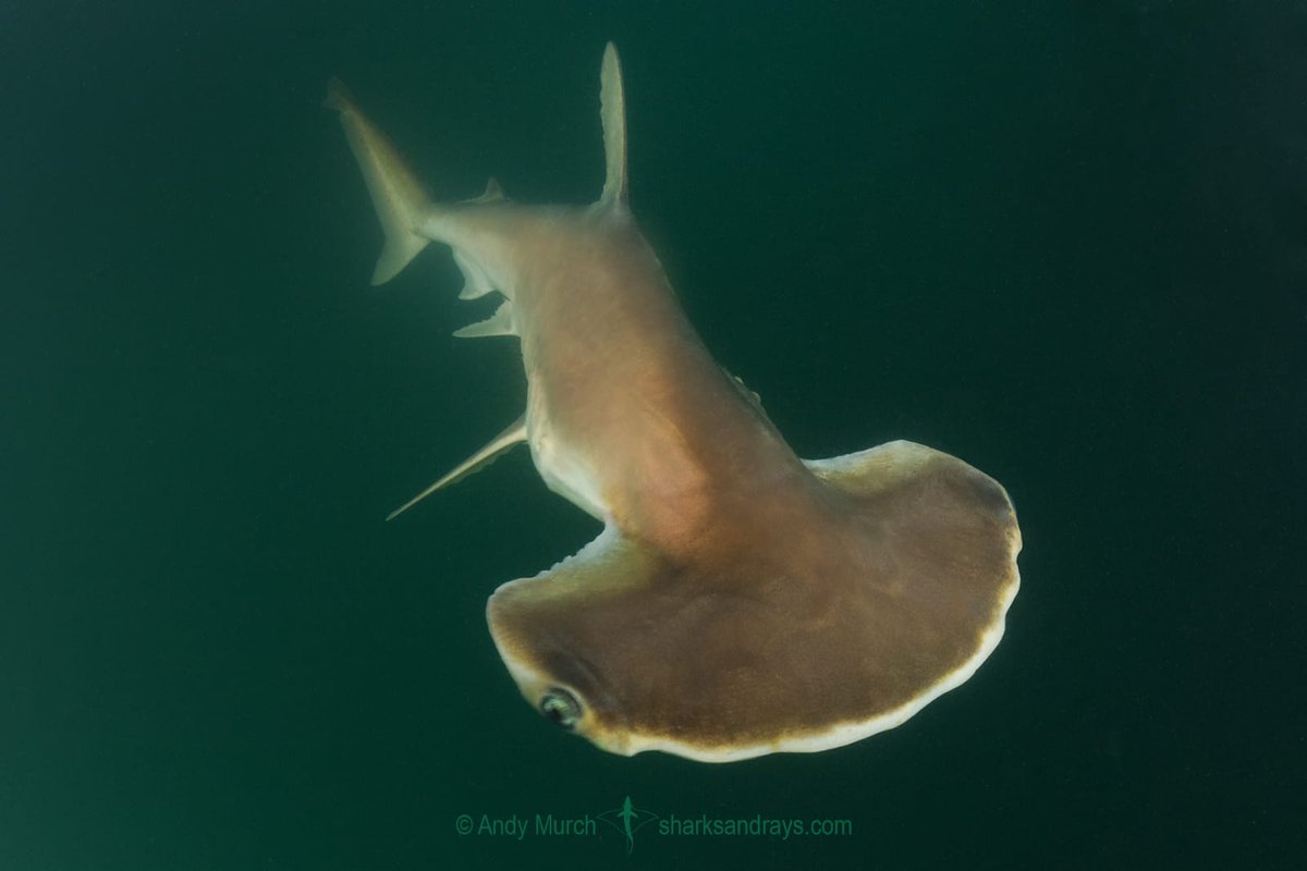 The winner of This or That week 45 is the scoophead shark 🥳🦈! 

The scoophead shark (𝘚𝘱𝘩𝘺𝘳𝘯𝘢 𝘮𝘦𝘥𝘪𝘢) is a little-known species of hammerhead shark, part of the family Sphyrnidae.