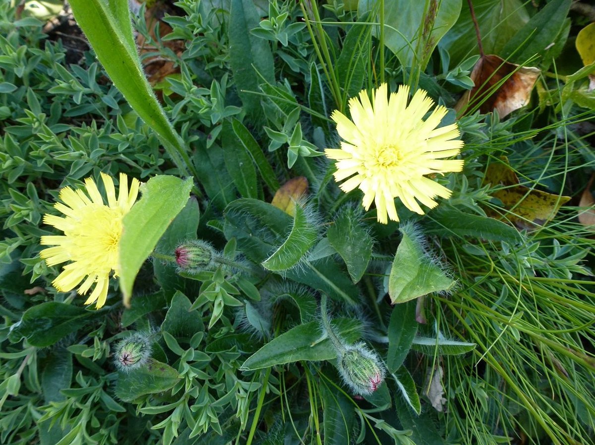 Would you like to know the names of wildflowers?   Come for a walk on Sunday 26 June at Jardin d'Olivet at 14:30 to learn all about wildflowers. 🌺🌼   Bring with you any wildflower books you have, and a hand lens if you have one. @Soc_Jersiaise