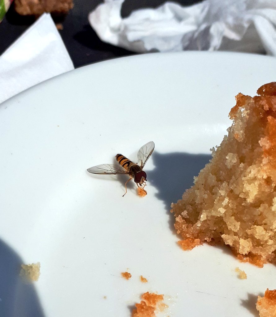 Why do hoverflies migrate to the UK? Well, to get to the lemon drizzle at the Princess Pavillion it seems
#insectmigration #hoverflies #animalmigration #fika 
@j_chapman2 @KoralWotton @Hawkes_Will @myles_menz