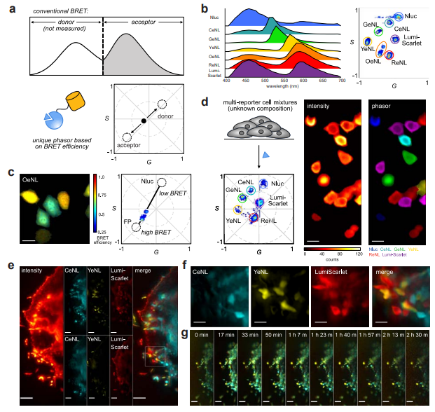 Nature Methods (@naturemethods) on Twitter photo Combining bioluminescent probes and spectral phasor analysis overcomes long-standing challenges associated with bioluminescence detection at the microscale, enabling multiplexed, real-time imaging of cellular features. <a href="/jenn_prescher/">Jenn Prescher</a> <a href="/michelledigman/">Michelle Digman</a> nature.com/articles/s4159… Combining bioluminescent probes and spectral phasor analysis overcomes long-standing challenges associated with bioluminescence detection at the microscale, enabling multiplexed, real-time imaging of cellular features. <a href="/jenn_prescher/">Jenn Prescher</a> <a href="/michelledigman/">Michelle Digman</a> nature.com/articles/s4159…