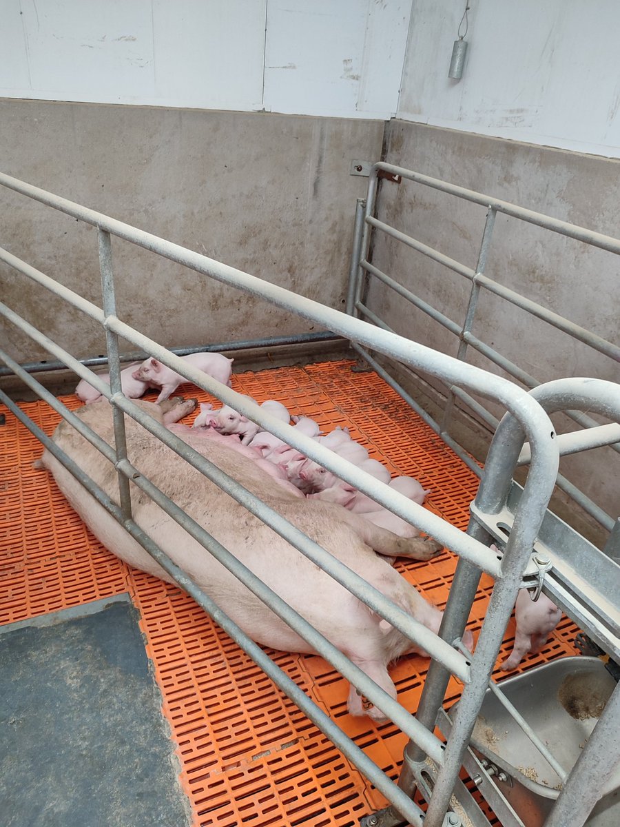 Farropen tweet media