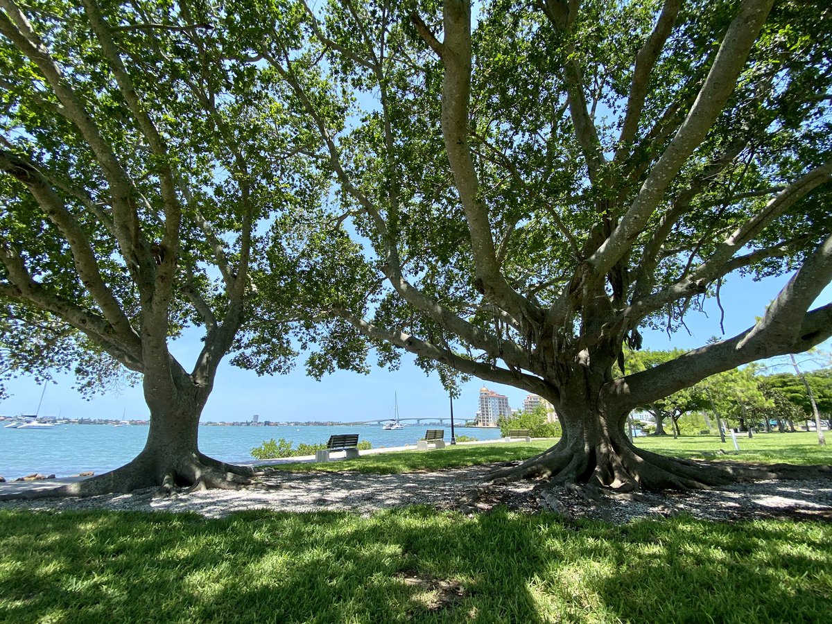 Lunchtime view! 😎⛵️🌳💦 #mysarasota