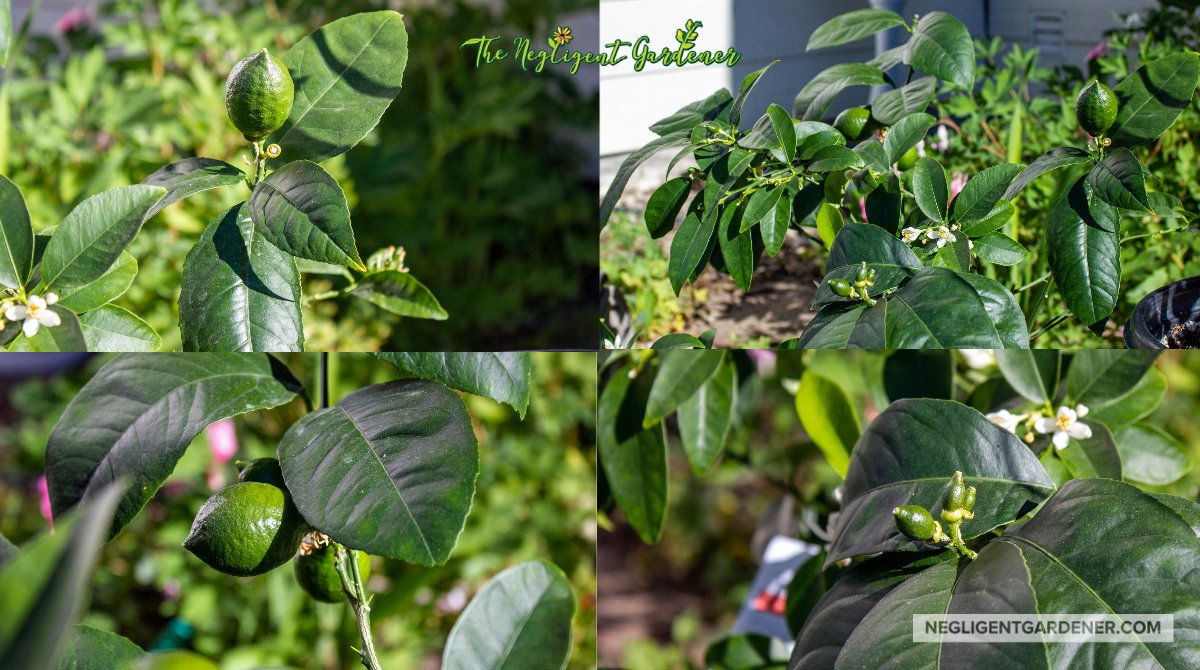 It is so exciting when you can grow citrus in a northern zone. Meyer lemon and Key lime in one pot. Fingers crossed I can keep it alive until harvest. Big plans for the fruit.

#lemons #CitrusSucces #gardening #Garden