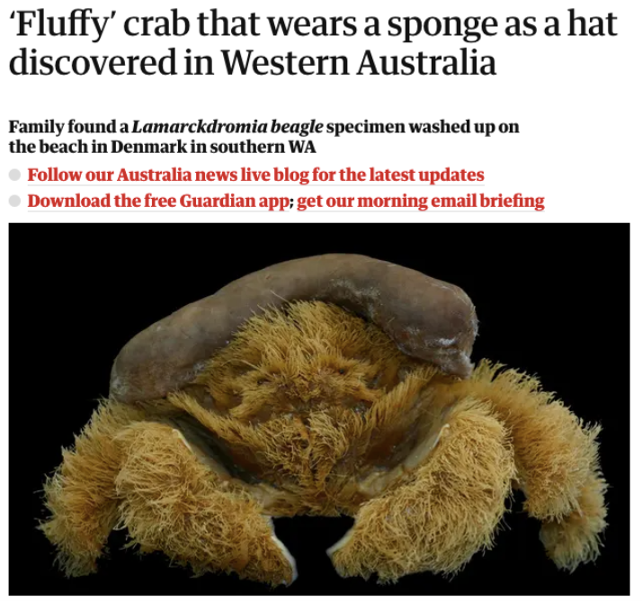 I know a lot of people have been sharing this image as if  "ohhh look a cute widdle spidey widey!"
Failing to read the part about it being Australian, which means it's likely the size of a small dog, 3 fangs on each leg soaked in deadly poison and jumps 5 meters high, and swims.