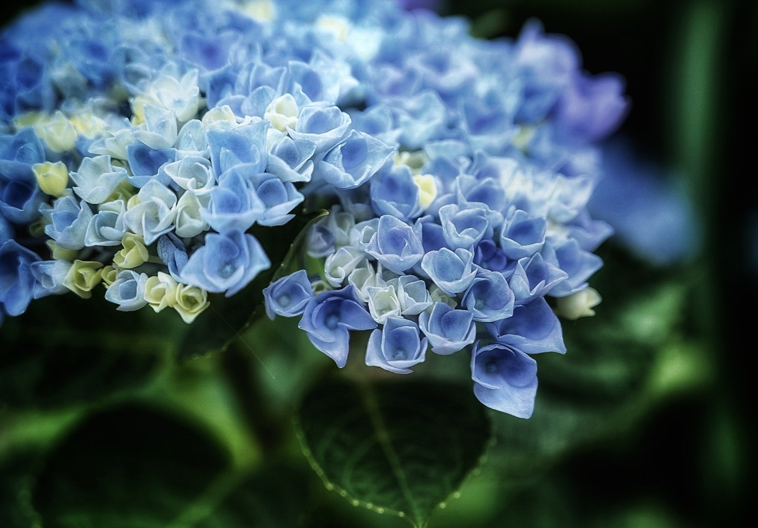 Tomo この紫陽花の咲き方かわいい 紫陽花 アジサイ 花 写真好きな人と繋がりたい Nikon Photograph あじさい T Co Bizlpnym2y Twitter