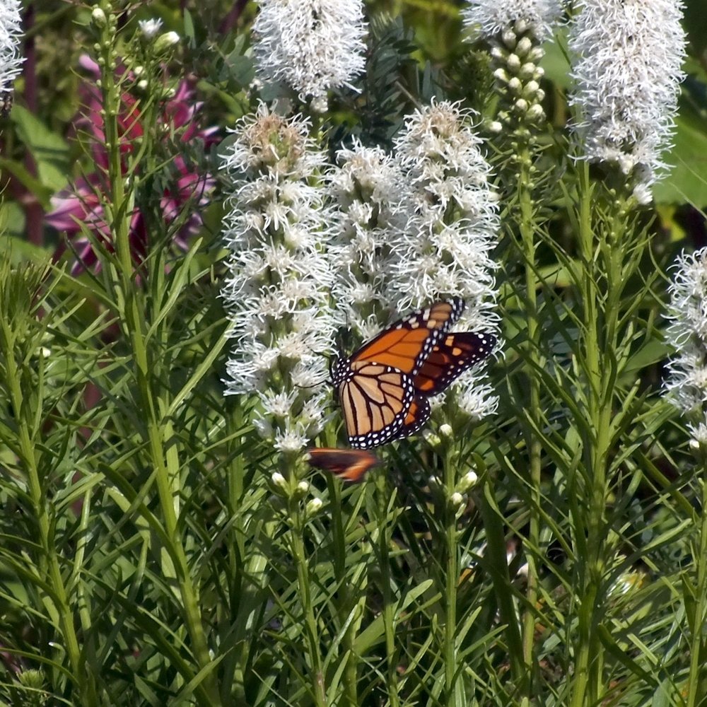 friendsTBcon's tweet photo. Liatris and Echinacea, both native to N. America, are #pollinator magnets. Centennial Botanical Conservatory horticultural staff propagate and plant these and more in #Pollinators Gardens across #ThunderBay.
#TBay #CleanGreenAndBeautiful #GreenSpace #PollinatorWeek #biodiversity https://t.co/2B68wY87t5