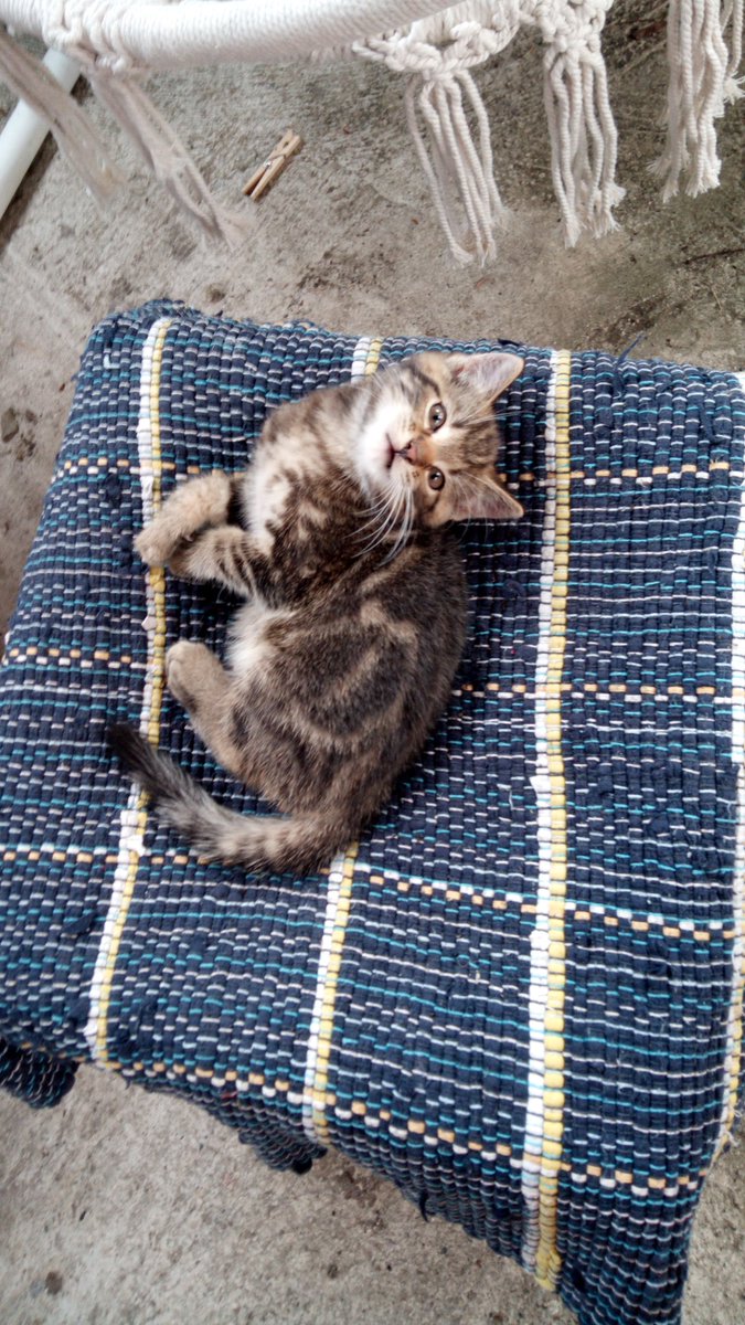 der andi❤️💜💙🐀 tweet media