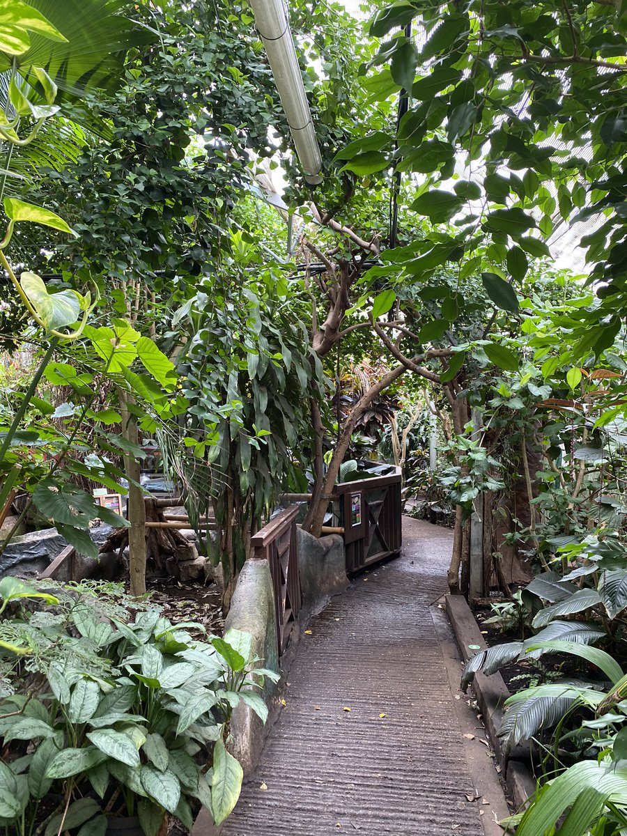 GeographyHchs's tweet photo. Year 8 have enjoyed their trips out to the @livrainforest over the past few weeks as part of their Biomes topic this term. A great experience to be immersed in a tropical rainforest and get close up to the flora and fauna! 🦥 🦎 #geography #geographytrip #biomes @HanleyCastle https://t.co/f1QkonUkUN