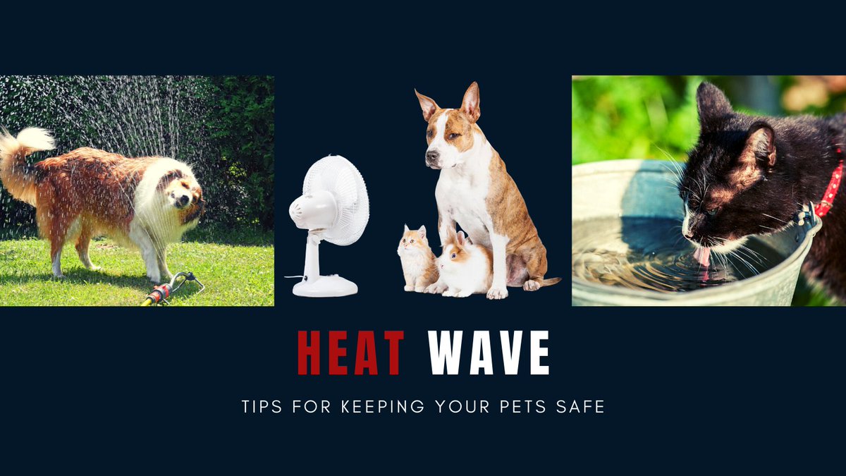 We're in for our first stretch of hot weather and most of our pets aren't acclimated.  Here are some tips to keep them safe: jointanimalservices.org/keeping-pets-s…