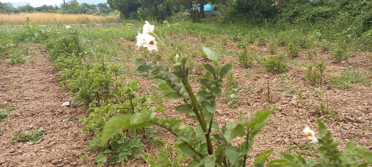 Dedeli_METAL's tweet photo. #MorPatates in Çiçekleri Beyaz..🍠
Antioksidan kaynağı, bol vitaminli, mineralli, hem de lezzetli... Okul bahcemizde Şifa kaynağı “Mor Patates” fidelerimizi çoğalıyoruz.
#tarimbizimgelecegimiz
#öncetarim #uretenokullar #sağlıklıyaşam @tcmeb #Samsun #Bafra #Tarım #tohum https://t.co/HATQSqEyiu