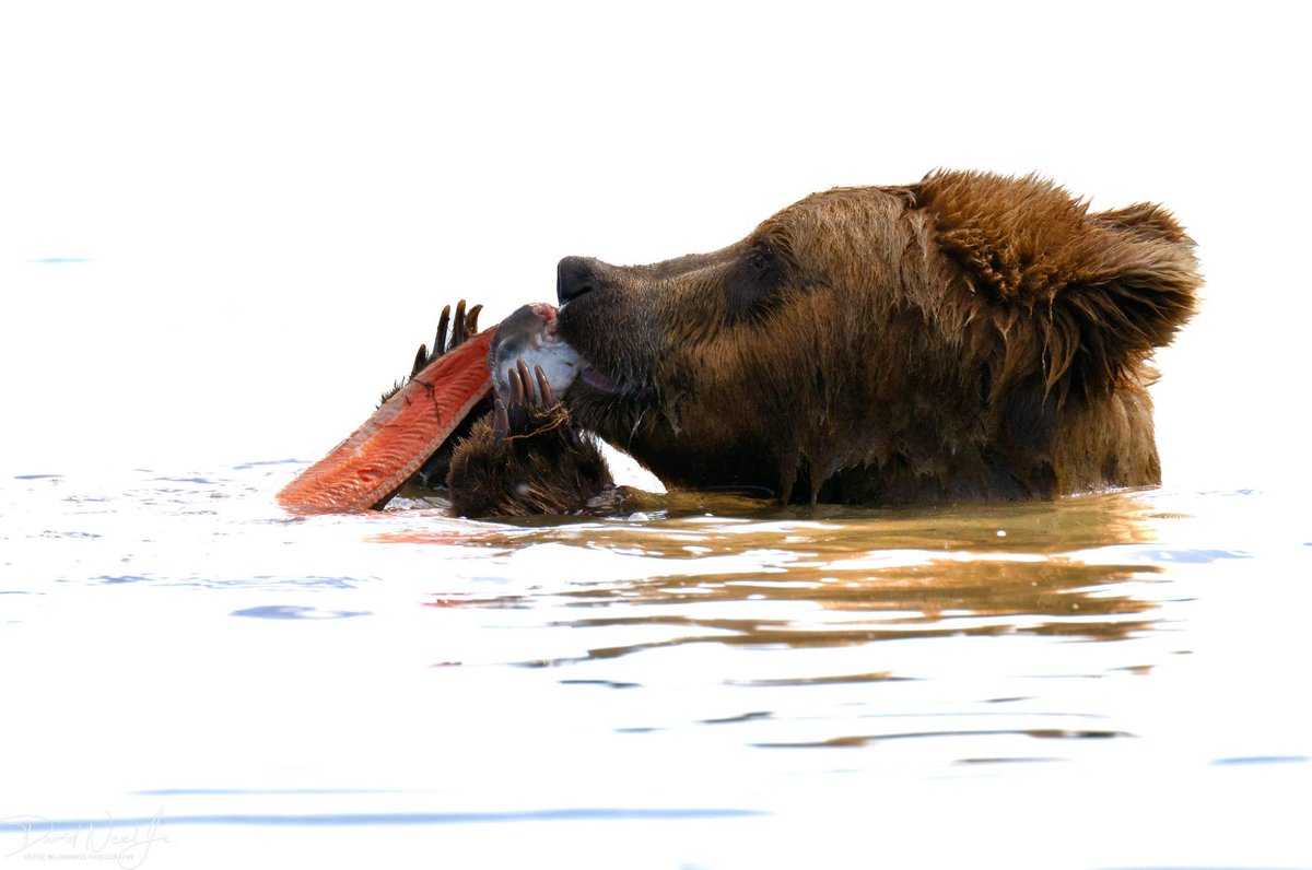 dneeljrphoto's tweet photo. Mmm mmm salmon for dinner. This young Alaskan Brown Bear (Ursus arctos horribilis) and its sibling spent the day fishing for sockeye salmon.
#nikonusa #z9 #Zcreators #YourShotPhotographer #captureAlaska #nikonphotography #TwitterNatureCommunity #Alaskalife #wildlifephotography https://t.co/AgUepwFKi5