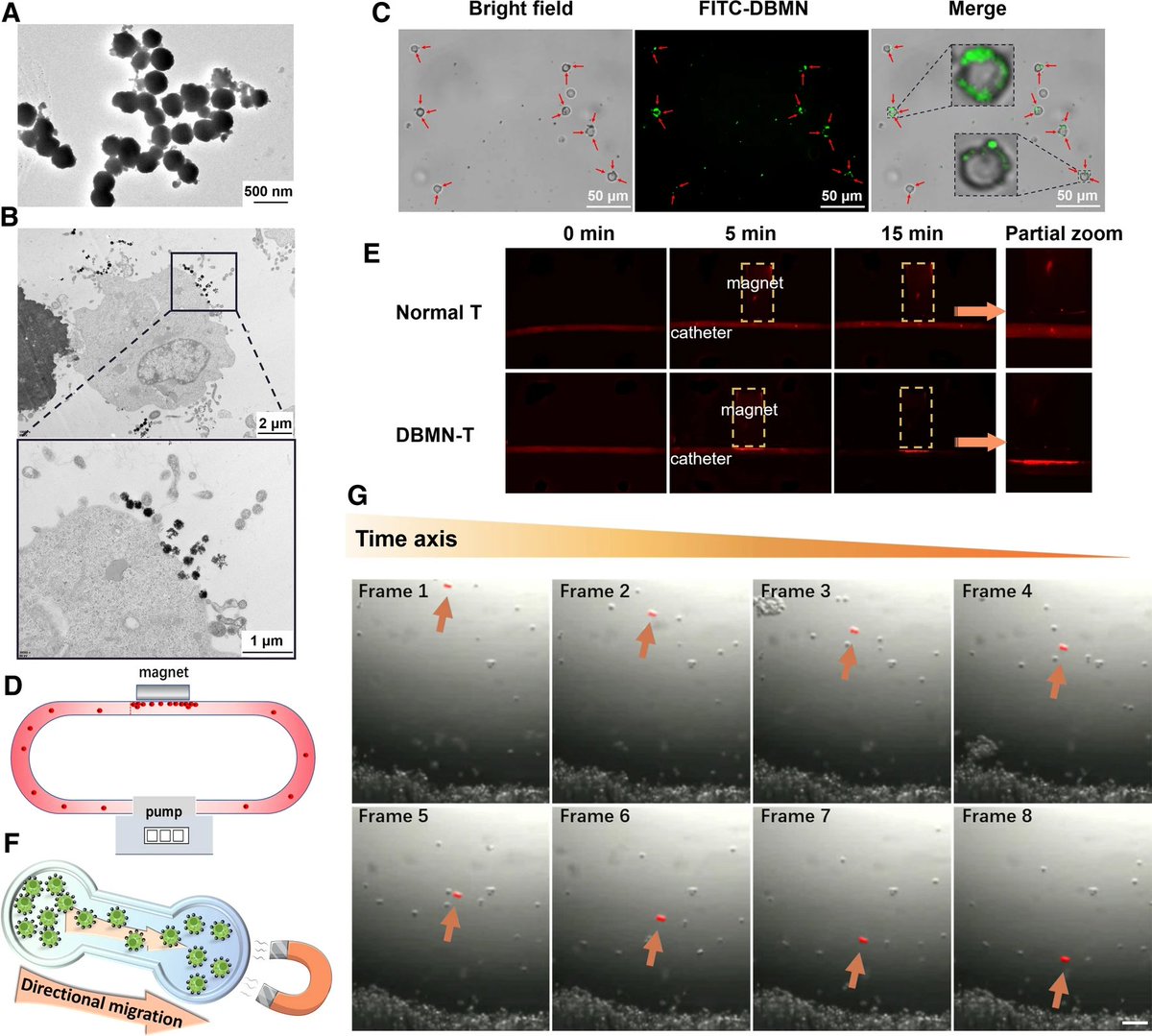 celltherapynews's tweet photo. In a (dual) bind? 

Zhejiang University scientists constructed a #nanoplatform termed dual-binding magnetic nanoparticles that comprised PEG-maleimide, hyaluronic acid and Fe3O4 for adoptive T cell-modification and ACT-sensitization. 
https://t.co/zsaTzXw0QO https://t.co/sPOlhkavKZ