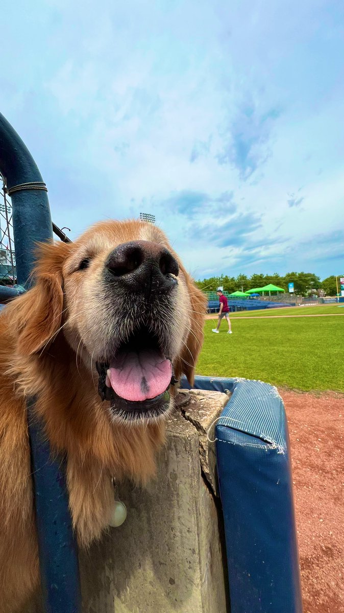 TrentonThunder's tweet photo. What’s for lunch today?
Inquiring batdogs want to know https://t.co/OFOjVz5jCZ