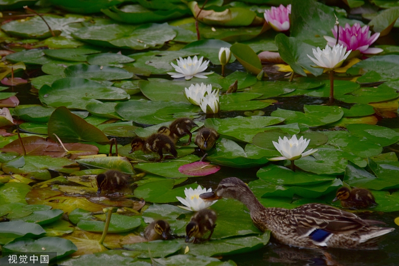 China Daily on Twitter "A raft of ducks play on the water and eat
