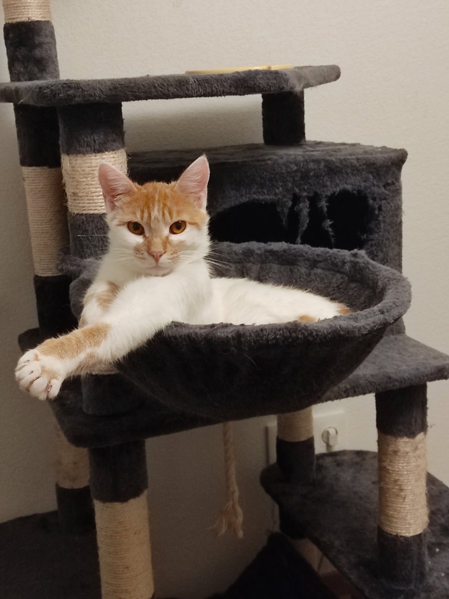 triodechats's tweet image. #PoseTonPotichat
On est posés !