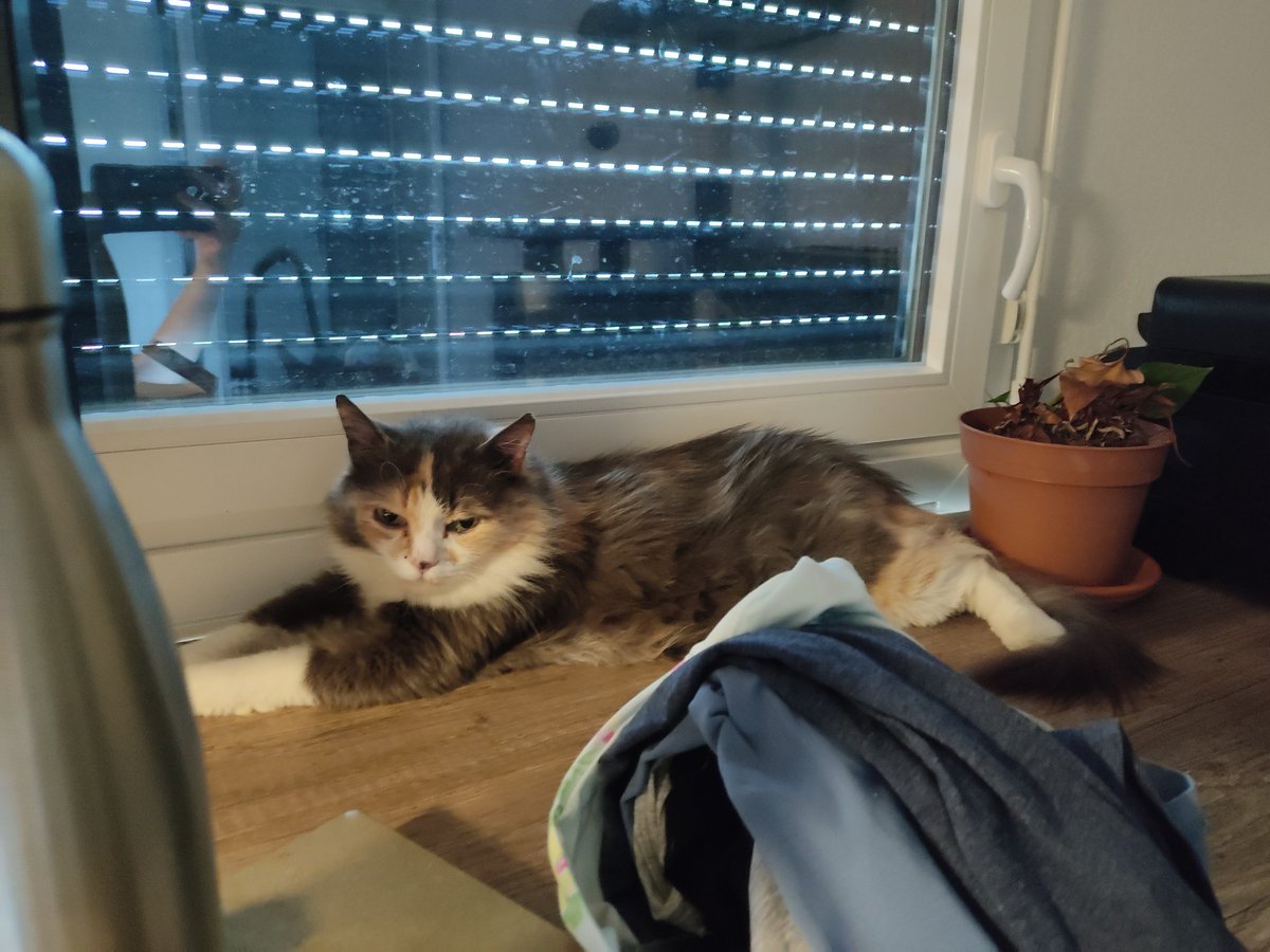 triodechats's tweet image. #PoseTonPotichat
On est posés !