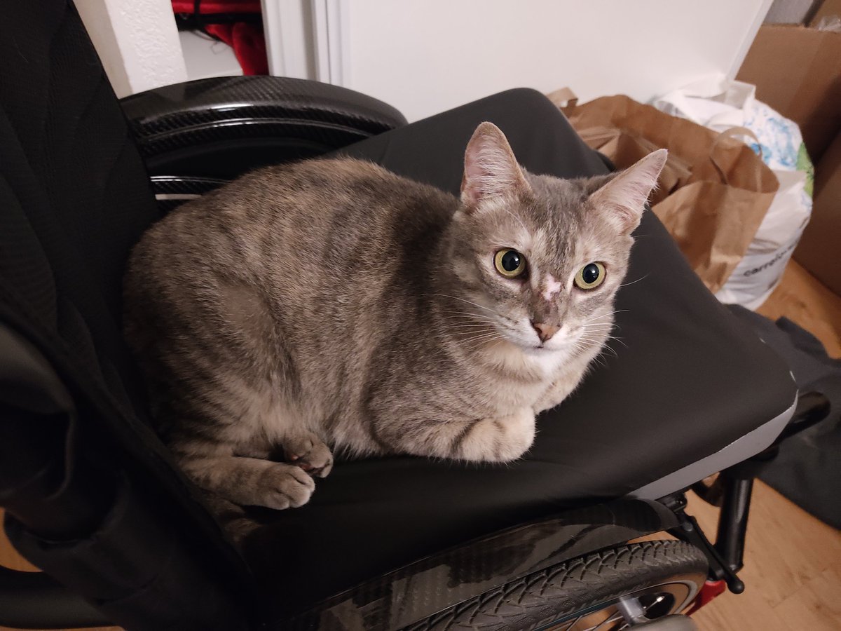 triodechats's tweet image. #PoseTonPotichat
On est posés !