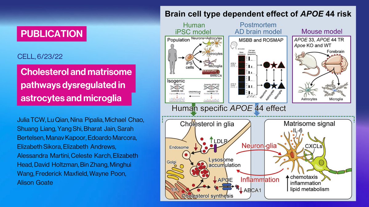 SinaiGenetics's tweet photo. New Findings/#GoateLab⭐️Global transcriptomic analyses reveal human-specific, APOE4-driven lipid metabolic dysregulation in astrocytes &amp; microglia that may contribute to increased #Alzheimers disease risk: https://t.co/Ogcyuk6102 @SinaiBrain  #APOE #iSPC #genetics #astrocytes https://t.co/2lxWXz4wgd