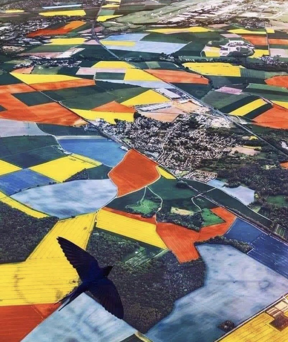 JamesLucasIT's tweet photo. la stagione dei tulipani nei paesi bassi https://t.co/c7OXNIJzMM