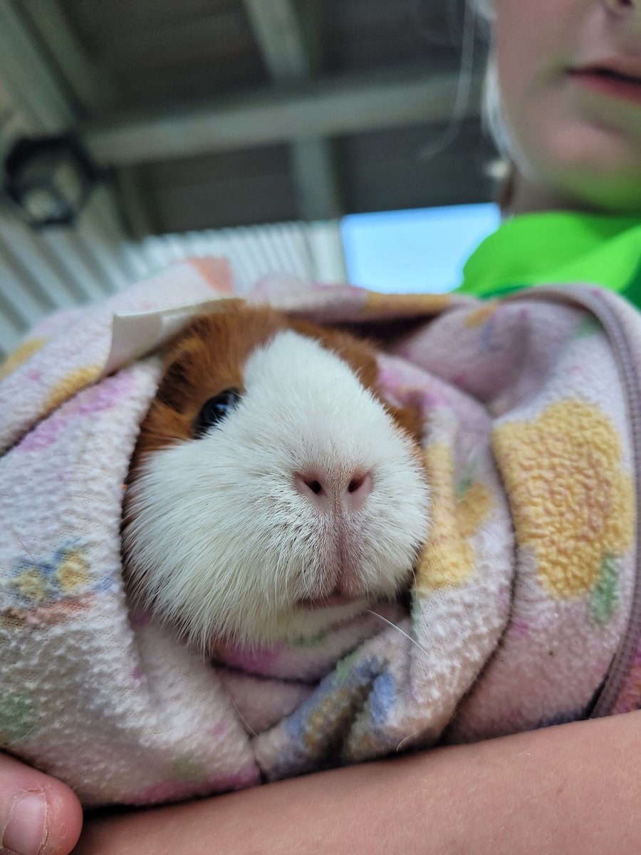 bandherbooks's tweet photo. Puff Ball is ready for #SmallInShow @KayteeBrand @rainnwilson https://t.co/7O6FHdLuPf