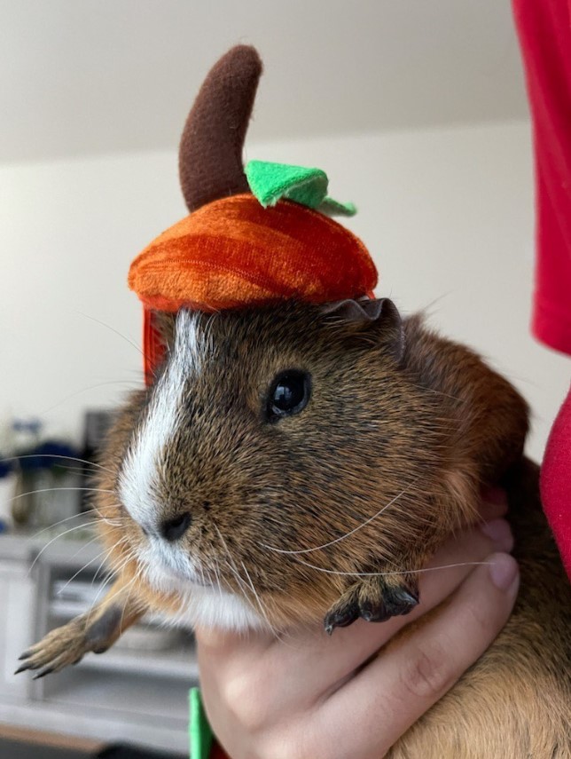 ClubGuinea's tweet photo. Hello Guys,
I am Boodlesnoot.😎
Please tell me how cute I am... ?
.
.
.
.
#guineapig #guineapigoftheday #cute https://t.co/LXLFq7XTLC