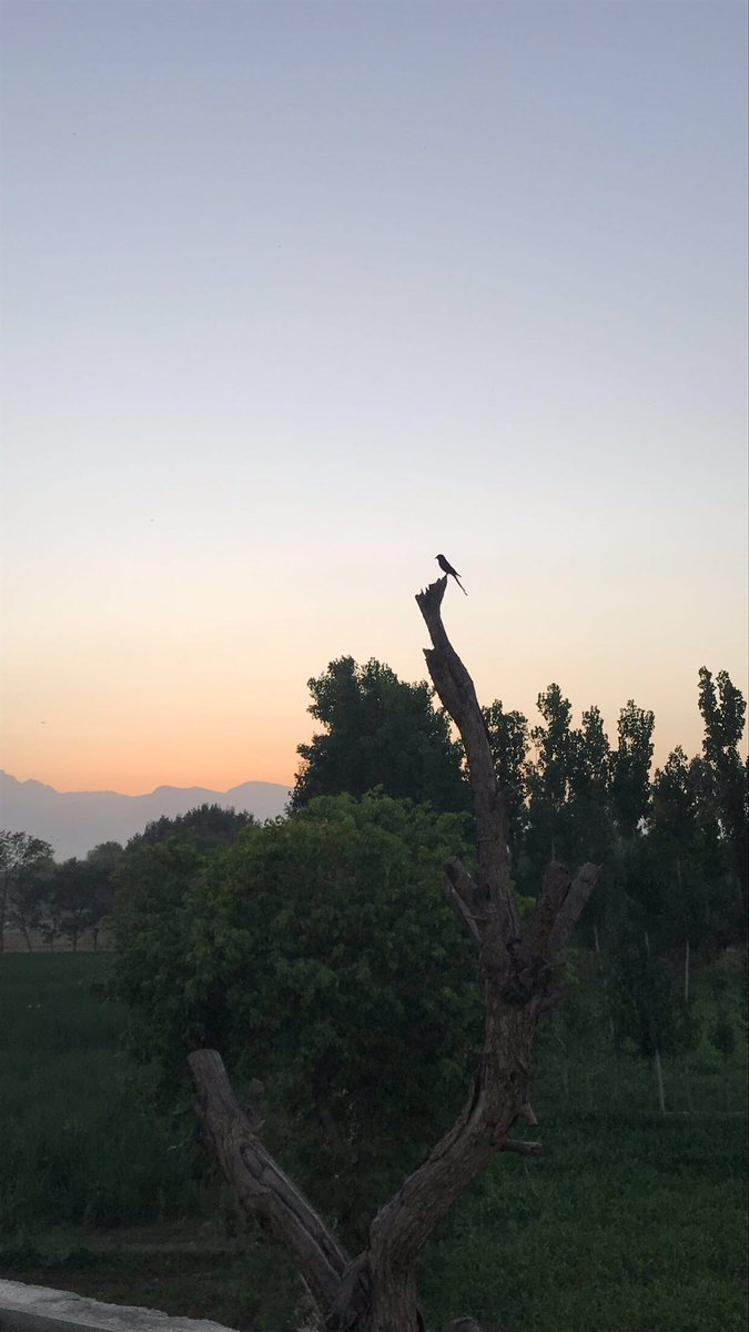 Tee_NajMa's tweet photo. اڑ جائنگے تصویر سے رنگوں کی طرح ہم
ہم وقت کی ٹہنی پہ پرندوں کی طرح ہیں!!! https://t.co/35qEOrXRai