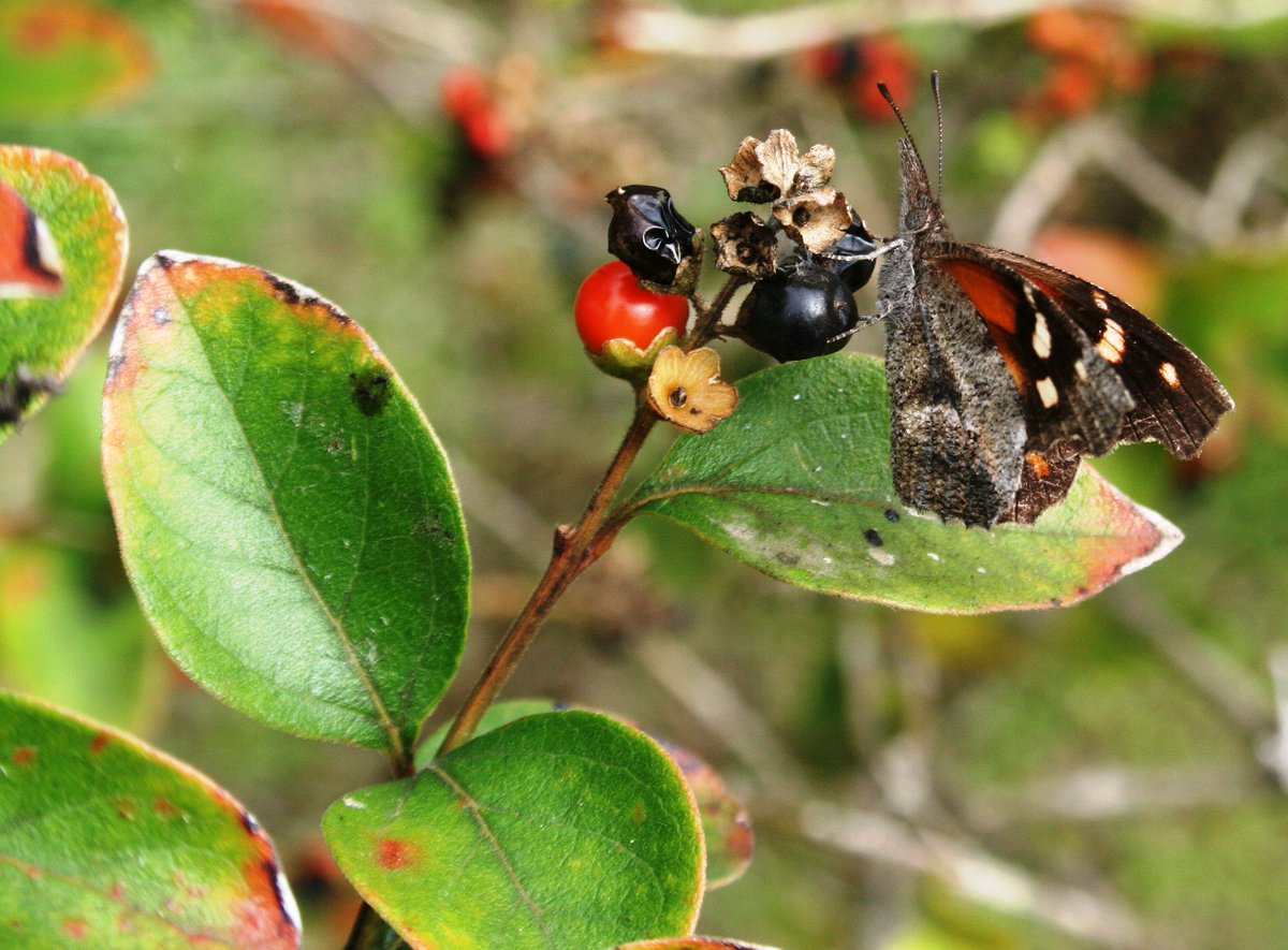 Pollination helps plants reproduce and grow fruit. Over 1,200 food crops and 180,000 rely on #pollinators. These plants help stabilize our soils, clean our air, supply oxygen, and support wildlife.
#PollinatorWeek