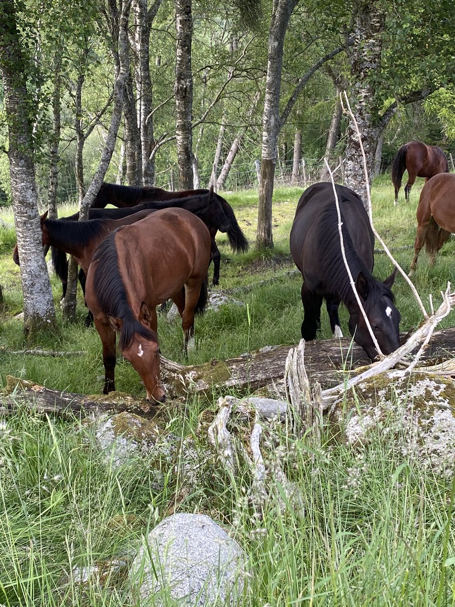 2 Maharajah sønner på hingstebeitet. The Dude e.Delec Hanover til venstre og Creme De La Creme e. Neverending L.