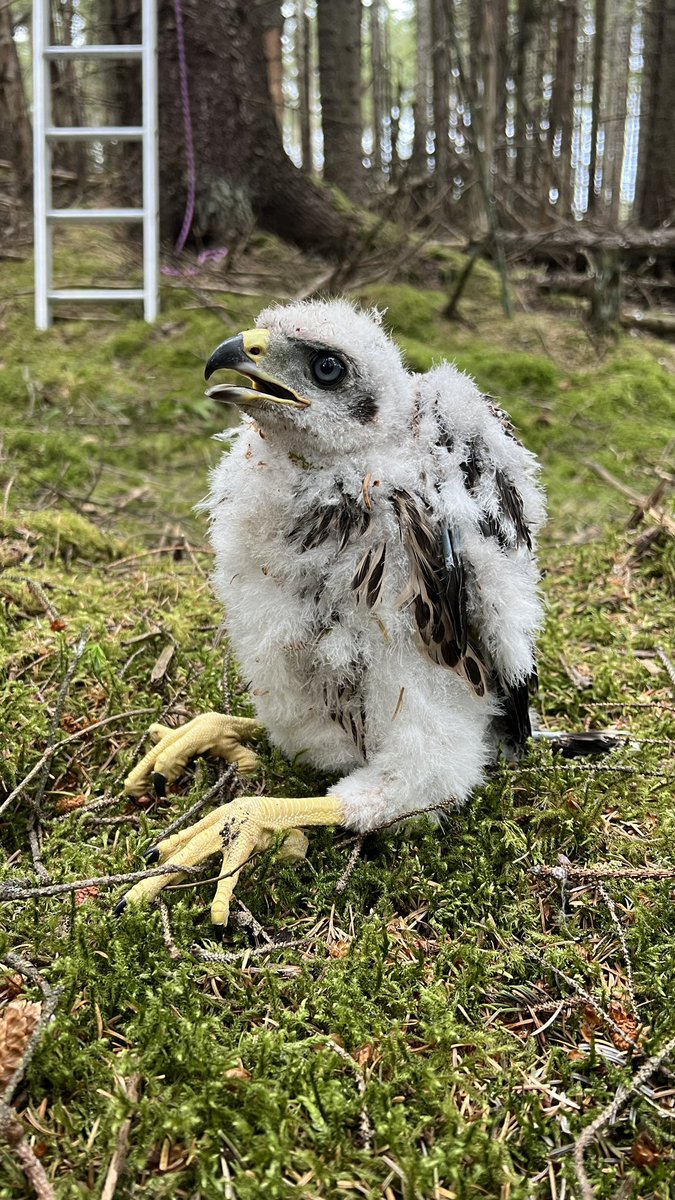 georgedunbar_'s tweet image. A huge privilege to go and ring some young Goshawks on Monday evening. I do see quite a lot of these birds while working, but seeing these so close was special. Third pic is female feet and fourth is female compared to male. Female tarsus width almost double that of the male!