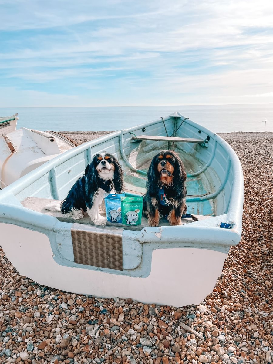 Forthglade's tweet image. The Cavalier and her friend went to sea
In a beautiful light-blue boat,
They took Forthglade treats and some cold pressed for dinner,
Wrapped up in a five pound note 😆

📸 ladybaileythecavalier (IG)

#Forthglade #ForthgladeDogs #cavaliers #kingcharlescavaliers