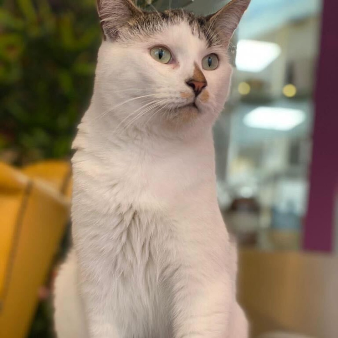 KittyCafeUK1's tweet photo. Thursday Vibes! Who's the king of our Nottingham Cafe it's Ralph! 🐱
#Nottingham #Nottinghamuni #Nottinghamlife #kittycafe #cats #catsofinstagram #Ralph #thursdayvibes https://t.co/TBe7lH0fVr