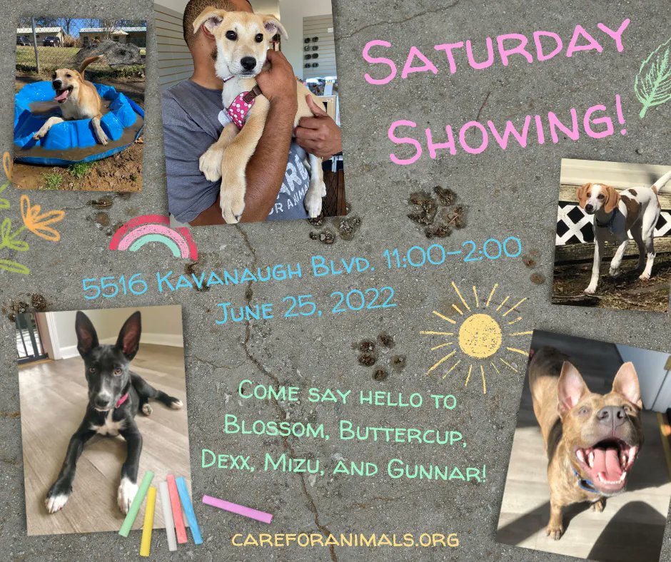 These precious pups are ready to meet you. We hope to see you there! 
More info and adoption applications on careforanimals.org