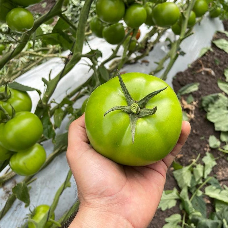 LMCompanies's tweet image. Taking a trip down #tomato memory lane.  Some beautiful photos of tomatoes growing in #Mexico by Eliezer Vega 

#TBT #rootedininnovation #freshproduce #tomatoes #agriculture #lmfamilyfarms