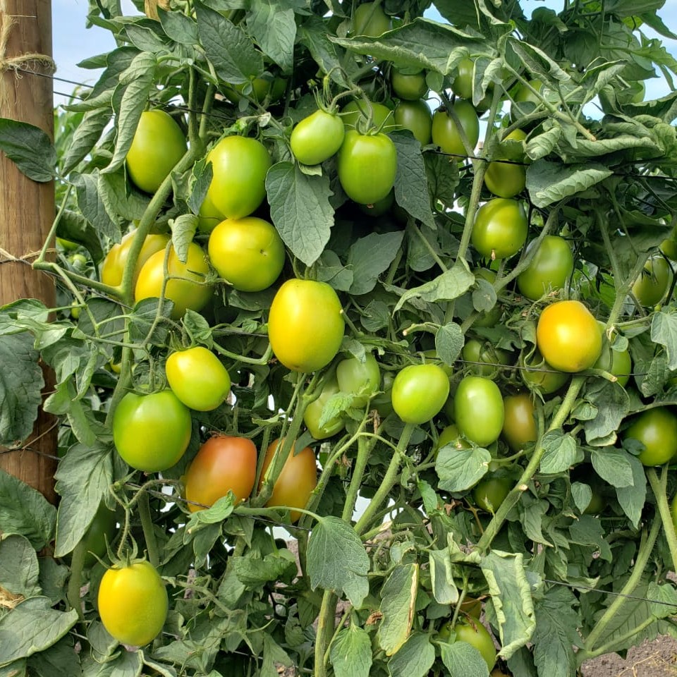 LMCompanies's tweet image. Taking a trip down #tomato memory lane.  Some beautiful photos of tomatoes growing in #Mexico by Eliezer Vega 

#TBT #rootedininnovation #freshproduce #tomatoes #agriculture #lmfamilyfarms