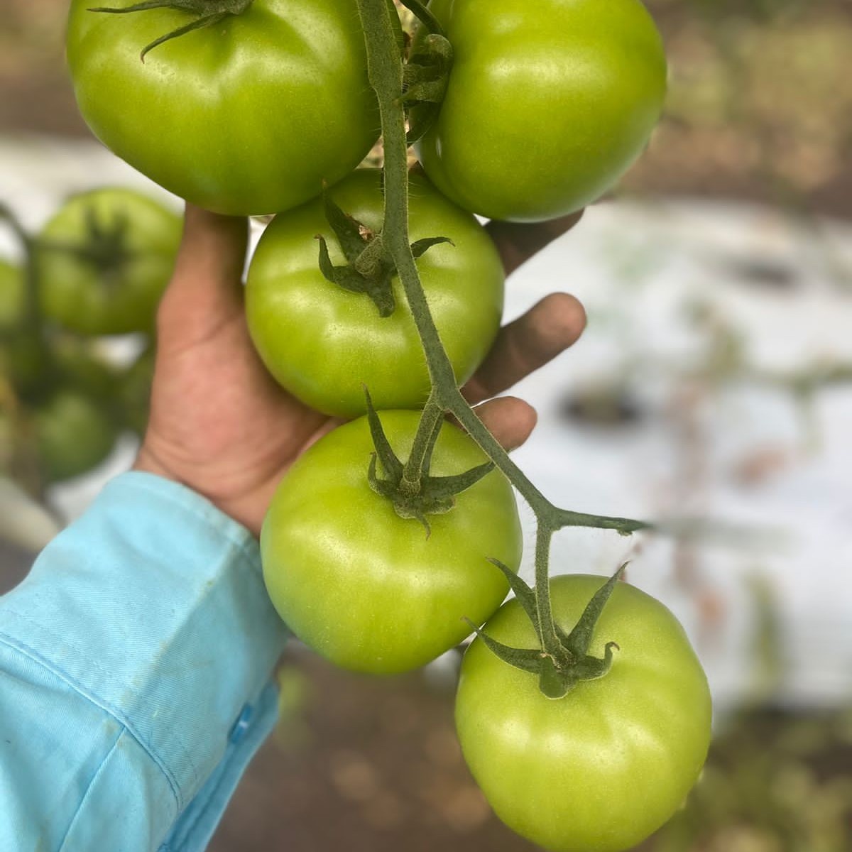 LMCompanies's tweet image. Taking a trip down #tomato memory lane.  Some beautiful photos of tomatoes growing in #Mexico by Eliezer Vega 

#TBT #rootedininnovation #freshproduce #tomatoes #agriculture #lmfamilyfarms