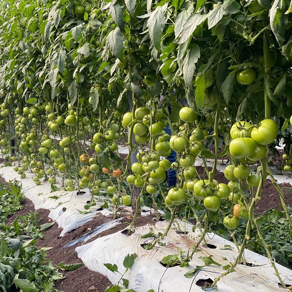 LMCompanies's tweet image. Taking a trip down #tomato memory lane.  Some beautiful photos of tomatoes growing in #Mexico by Eliezer Vega 

#TBT #rootedininnovation #freshproduce #tomatoes #agriculture #lmfamilyfarms