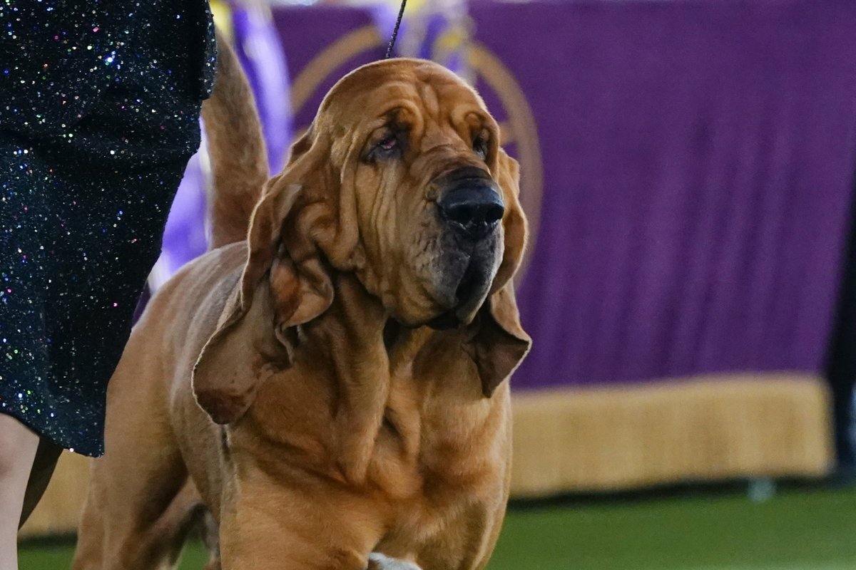 WGNNews's tweet photo. Trumpet is 1st bloodhound to win Westminster Kennel Club Dog Show:
]https://t.co/STykrRwu5p https://t.co/bIDWaibbWx
